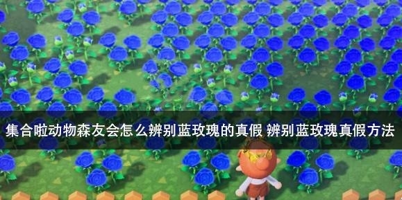集合啦动物森友会怎么辨别蓝玫瑰的真假 辨别蓝玫瑰真假方法